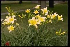 Day Lilies (not mine)