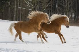 Horses