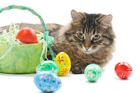 Cat and Easter Eggs