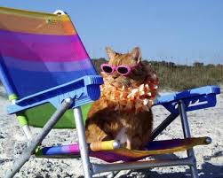 Cats at the Beach