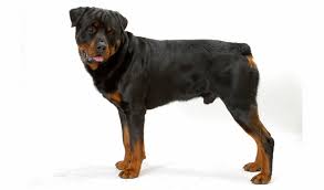 Rottweiler